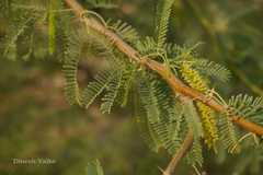 Prosopis cineraria